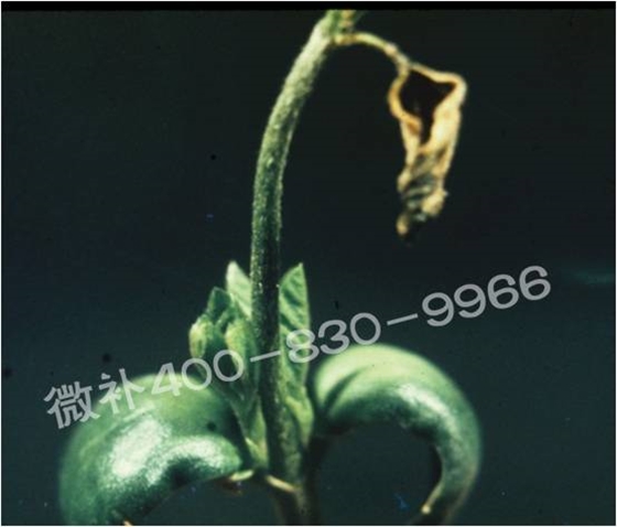 莖尖枯死，到底是缺硼還是缺鈣？