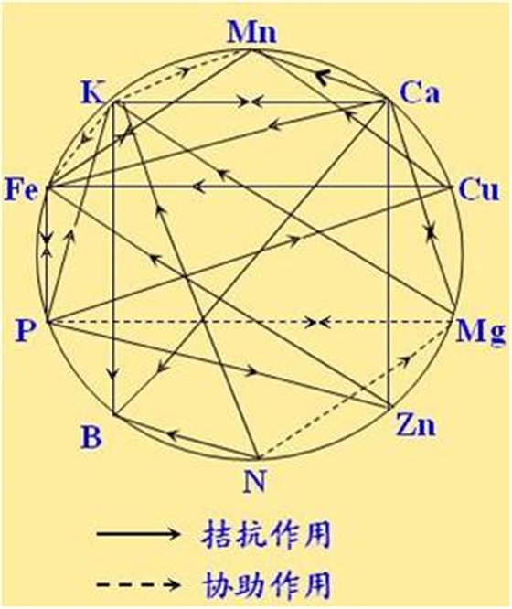 原料型鉀肥和鎂肥為什么會(huì )發(fā)生拮抗？