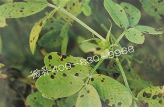 花生缺鉀與花生葉斑病有什么區別？