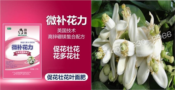 蜜柚促花壯花除了補磷還需要補硼鋅？