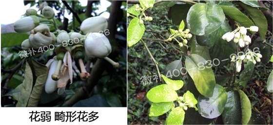 蜜柚促花壯花除了補磷還需要補硼鋅？