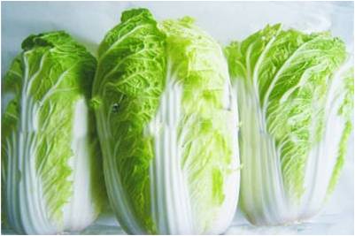 #微肥課堂#白菜類(lèi)蔬菜對哪些營(yíng)養元素敏感？