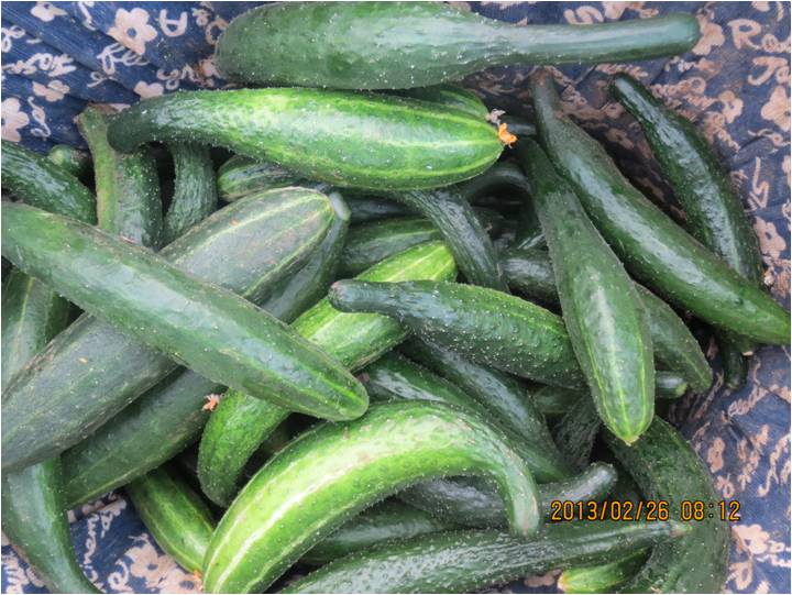 #微肥課堂#黃瓜味苦，天氣or肥料，到底誰(shuí)之過(guò)？