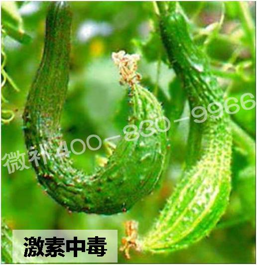 #微肥課堂#葉面肥含激素好嗎？