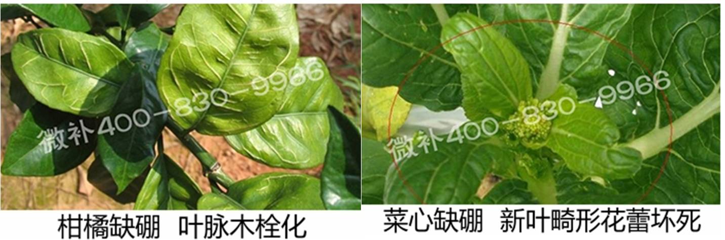 春季作物為什么需要大量用硼肥？
