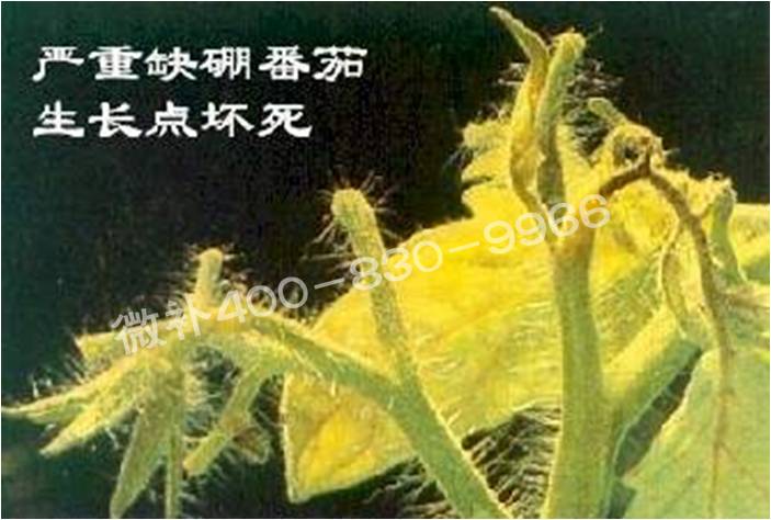莖尖枯死，到底是缺硼還是缺鈣？