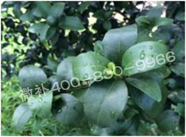 柑橘春梢弱，難抽發(fā)，到底是什么原因？