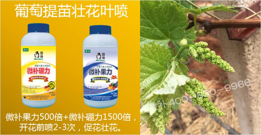 葡萄萌芽期如何預防倒春寒？