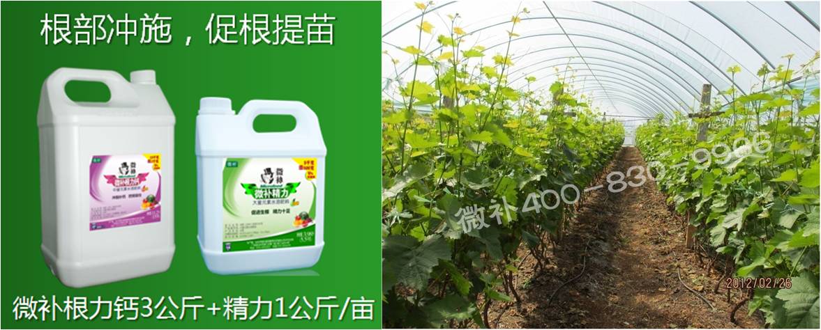 葡萄萌芽期如何預防倒春寒？