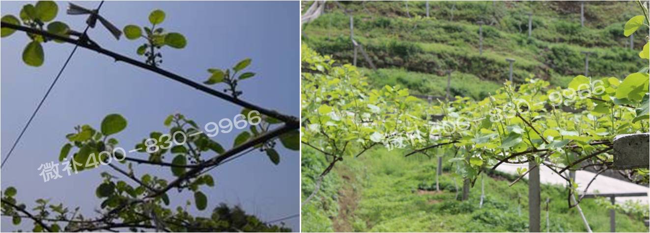 獼猴桃萌芽期如何施肥，才能促進(jìn)萌芽齊、萌芽壯？