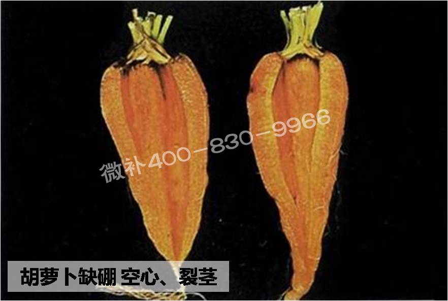 大田作物缺硼，就用高生物活性海藻液體硼，補硼更有效！