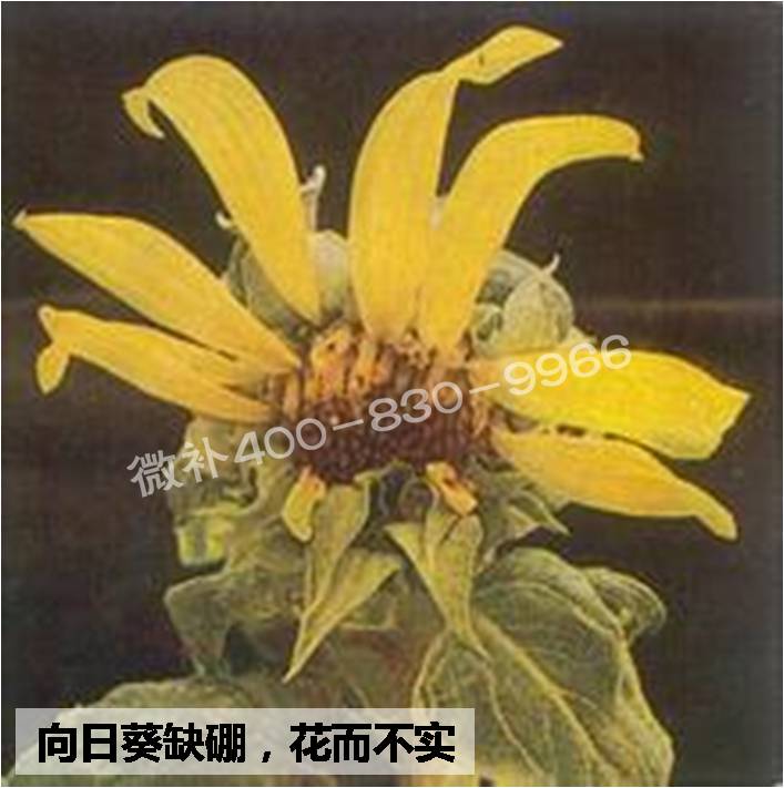 大田作物缺硼，就用高生物活性海藻液體硼，補硼更有效！