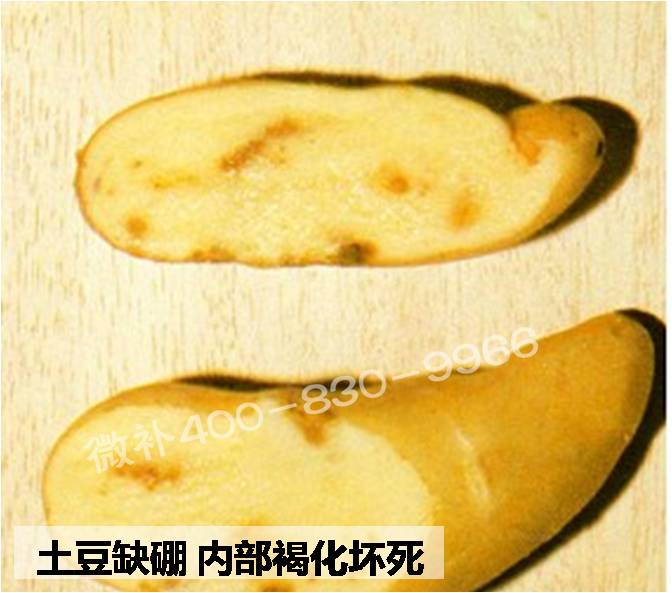 大田作物缺硼，就用高生物活性海藻液體硼，補硼更有效！