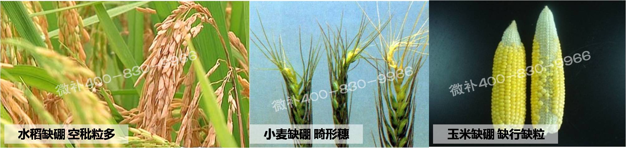 大田作物缺硼，就用高生物活性海藻液體硼，補硼更有效！