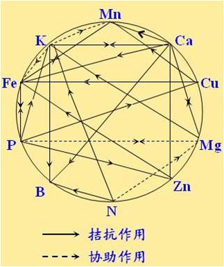 原料型鉀肥和鎂肥為什么會(huì )發(fā)生拮抗？