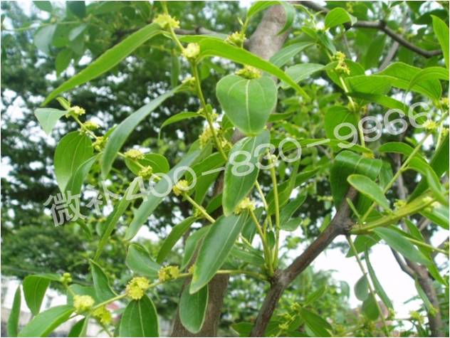 冬棗萌芽后黃葉是缺鐵嗎？