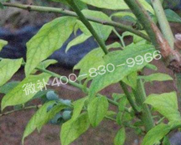 藍莓黃葉是缺素還是病害？