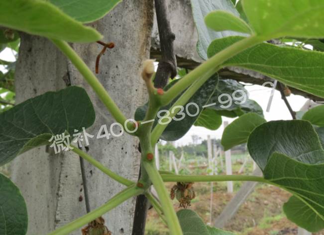 獼猴桃缺鈣對抽梢開(kāi)花有什么影響？