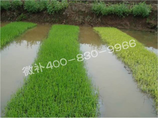 水稻黃秧、爛秧怎么辦？