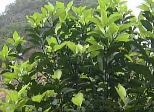 柑橘淋沖微補鈣肥，促根預防黃樹(shù)，樹(shù)壯保果品質(zhì)好