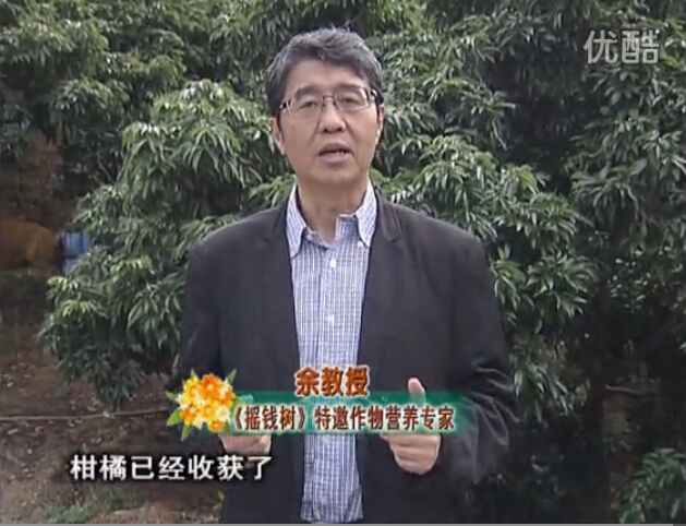 20160104珠江臺搖錢(qián)樹(shù)：防治柑橘黃樹(shù)、減少采后弱樹(shù) 撒微補倍力、噴碧力+壯力