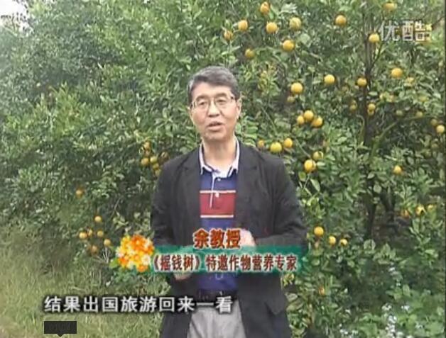 20160111珠江臺搖錢(qián)樹(shù)：貢柑大場(chǎng)樹(shù)弱黃葉，今年樹(shù)勢大翻身果靚還高價(jià)！