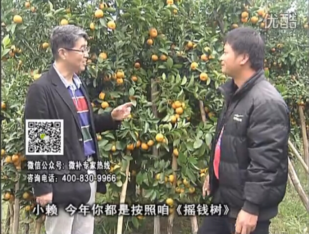 20160125珠江臺搖錢(qián)樹(shù)：如何解決柑橘兩大問(wèn)題：黃樹(shù)和果品質(zhì)差？
