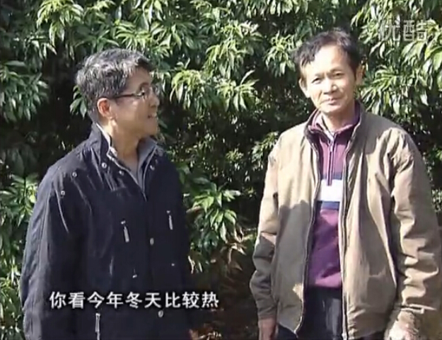 20160201珠江臺搖錢(qián)樹(shù)：暖冬荔枝易沖梢，如何促花壯花好？看微補