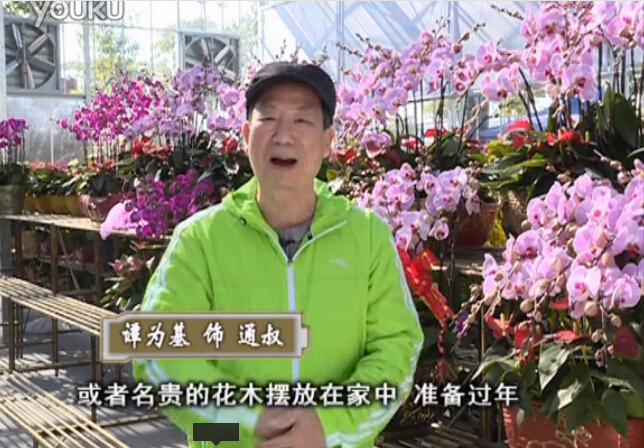 20160201珠江臺搖錢(qián)樹(shù)：新春家養花卉、盆栽，如何養護葉子、鮮花、果子保鮮更長(cháng)？
