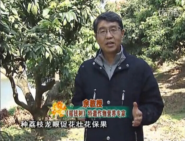 20160215珠江臺搖錢(qián)樹(shù)：龍眼撒微補倍力、噴花力+碧力，補鈣鎂鋅硼保葉壯花