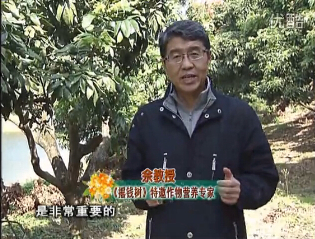 20160215珠江臺搖錢(qián)樹(shù)：名貴花木盆景，用綠夫人系列保葉、花靚、又抗病