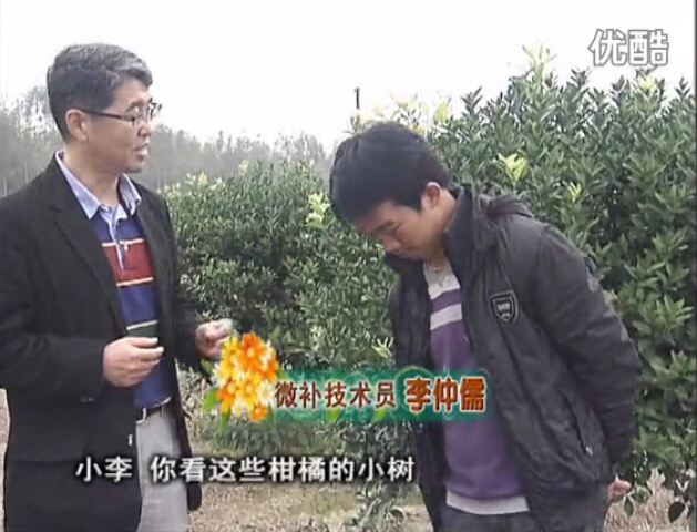 20160215珠江臺搖錢(qián)樹(shù)：柑橘小樹(shù)頭年掛果撒微補倍力、噴花力+碧力，壯樹(shù)促花好