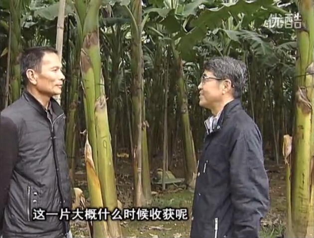 20160222珠江臺搖錢(qián)樹(shù)：粉蕉用微補方案，抽蕉好、葉干邊爛頭少