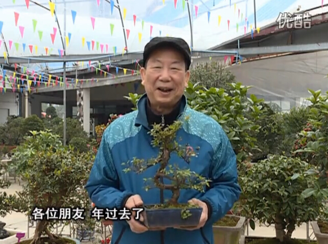 20160229珠江臺搖錢(qián)樹(shù)：盆景換盆養護，用綠夫人營(yíng)養液恢復生機