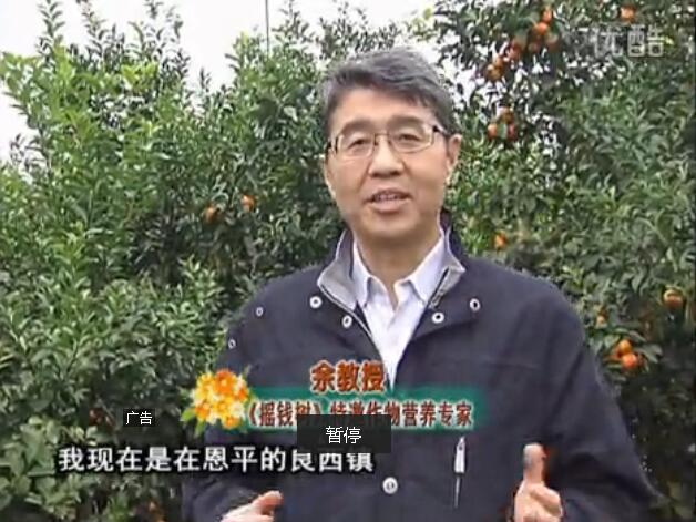 20160229珠江臺搖錢(qián)樹(shù)：柑橘用微補全年方案，黃樹(shù)恢復、果品質(zhì)好賣(mài)價(jià)高