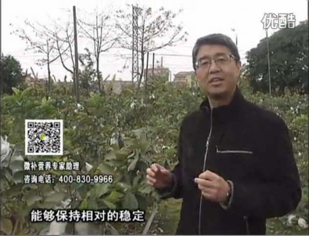 20160328珠江臺搖錢(qián)樹(shù)：番石榴淋沖微補根力鈣+微補精力，凍后恢復長(cháng)勢、促進(jìn)開(kāi)花坐果
