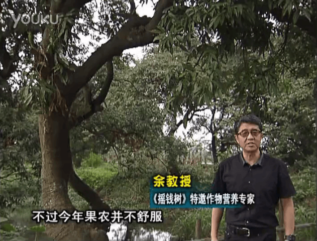 20160523珠江臺搖錢(qián)樹(shù)：荔枝龍眼用微補方案，膨果好、果硬有品質(zhì)，保樹(shù)綠