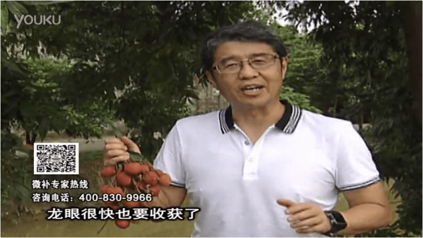 20160627珠江臺搖錢(qián)樹(shù)：荔枝轉色葉噴微補紅果力+蓋力，補充磷鉀鈣，著(zhù)色增甜果硬