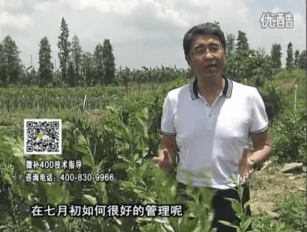 20160704珠江臺搖錢(qián)樹(shù)：柑橘淋微補根力鈣+沖力鎂+全力，秋梢整齊健壯、梢果同長(cháng)