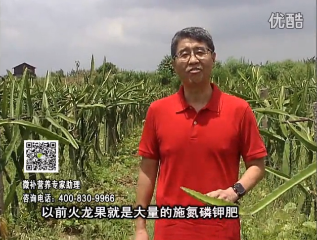 20160711珠江臺搖錢(qián)樹(shù)：火龍果用微補方案，開(kāi)花坐果好，果實(shí)膨大品質(zhì)高