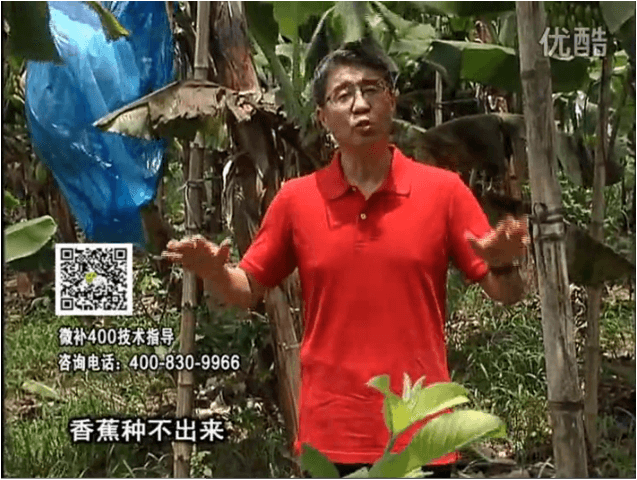 20160725珠江臺搖錢(qián)樹(shù)：香蕉用微補方案，調酸防黃化、膨果壯蕉好