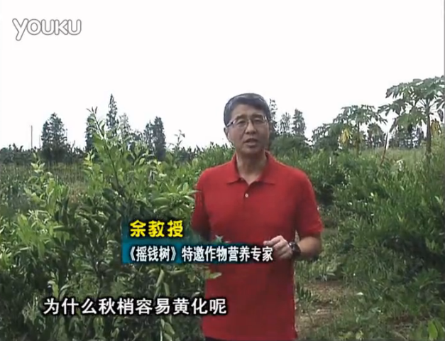 20160725珠江臺搖錢(qián)樹(shù)：柑橘淋微補調力，調酸預防秋梢黃化、促進(jìn)果實(shí)膨大