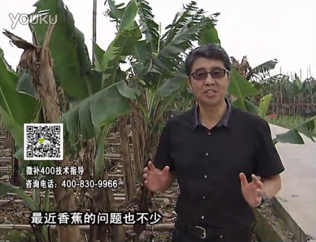 20160502珠江臺搖錢(qián)樹(shù)：香蕉撒微補倍力、噴果力+碧力，促根保葉、長(cháng)勢快