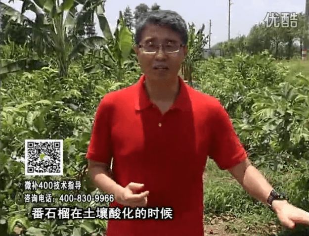 20160808珠江臺搖錢(qián)樹(shù)：番石榴用微補方案，保葉膨果、增產(chǎn)品質(zhì)高