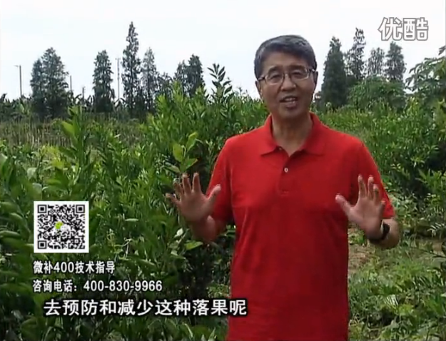 20160808珠江臺搖錢(qián)樹(shù)：柑橘?lài)娢⒀a碧力+壯力或蓋力，預防減少缺鎂落果，果硬膨大好