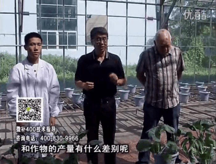 20160829珠江臺搖錢(qián)樹(shù)：微補溫室實(shí)驗：大量元素水溶肥pk添加中微量元素的差距！