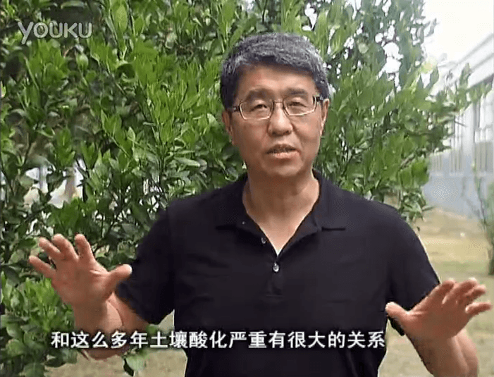 20160905珠江臺搖錢(qián)樹(shù)：柑橘秋風(fēng)一吹就黃，調酸淋沖微補調力是關(guān)鍵，同時(shí)保樹(shù)膨果