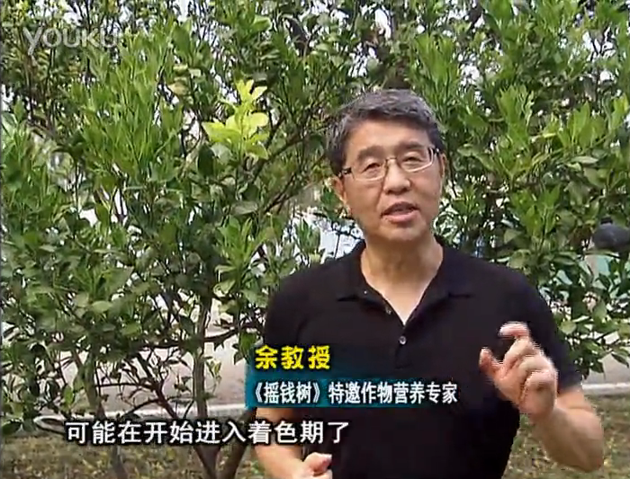 20160912珠江臺搖錢(qián)樹(shù)：柑橘用微補方案，果實(shí)著(zhù)色好，提前促花、預防落果