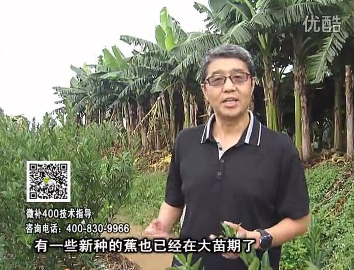 20160919珠江臺搖錢(qián)樹(shù)：香蕉淋微補根力鈣+沖力或撒倍力，噴果力+碧力，保葉膨蕉壯長(cháng)