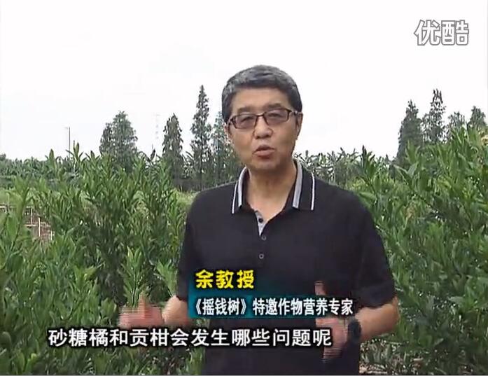 20160919珠江臺搖錢(qián)樹(shù)：柑橘用微補方案，減少秋梢落果裂果，保樹(shù)膨果好